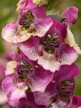ANGELONIA Fuchsia Bicolor